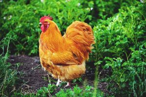 chicken