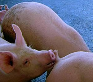 Tail Biting: A Disastrous Behavioral Vice in Swine
