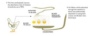 Mechanism Of Vin Yellow