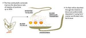 Mechanism Of Vin-Rad