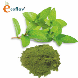 Vinayak Ingredients India Private Limited - ECOFLAV - Organic Mint Powder Manufacturer in India - Spray Dried Mint Powder Supplier in India