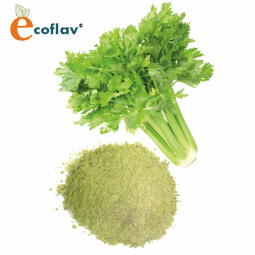Vinayak Corporation - ECOFLAV - Celery Vegetable Powder Manufacturer in India - Spray Dried Celery Powder Manufacturer in India