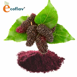 Vinayak Corporation - ECOFLAV - Mulberry Fruit Powder Manufacturer in India - Mulberry Powder Supplier in India