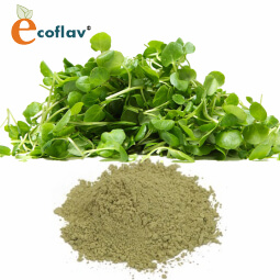 Vinayak Corporation - ECOFLAV - Watercress Vegetable Powder Manufacturer in India - Spray Dried Watercress Powder Manufacturer in India